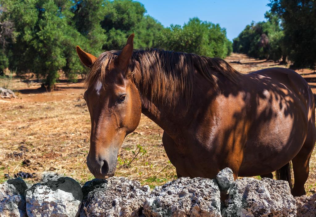 Hotel Masseria Relais Del Cardinale Fasano Zewnętrze zdjęcie